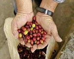 Rundreise Kaffee, Koloniales und Karibik