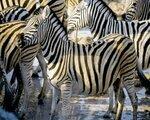 Rundreise Ausflugspaket Etosha Nationalpark