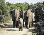 Rundreise Mpumalanga - Im Reich der wilden Tiere