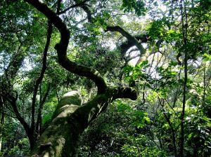 Regenwald in Tasmanien