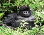 Rundreise Auf den Spuren der Gorillas