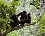 Rundreise Uganda entdecken: Gorillas & Schimpansen