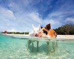 Rundreise Tierisches Badevergngen - die schwimmenden Schweine auf Exuma