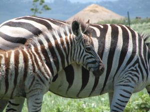 Zebra Wild Life in Südafrika