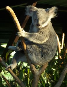 Australien, Koala