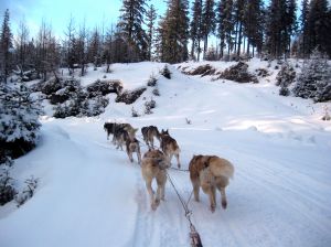 Erlebnisvolle Reise durch Lappland