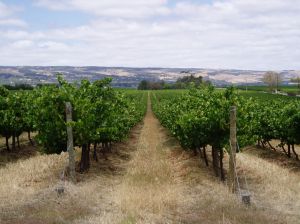 Weinanbau um Adelaide