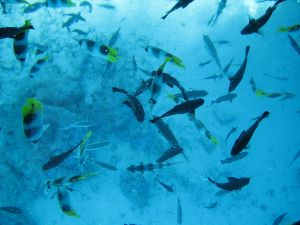 Unterwasserwelt von Mauritius beim Tauchen und Schorcheln erkunden