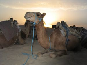Urlaub auf der Insel Djerba in Tunesien